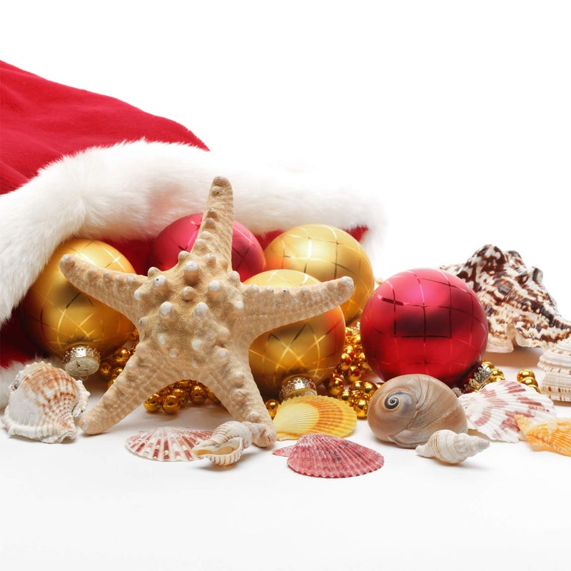 Jangostor 21 PCS Large Sea Shells Mixed Ocean Seashells, Various Sizes Natural Seashells Starfish Conch for Beach Theme Party, Home Decorations, DIY Crafts, Vase Filler Fish Tank Decorations - Image 5